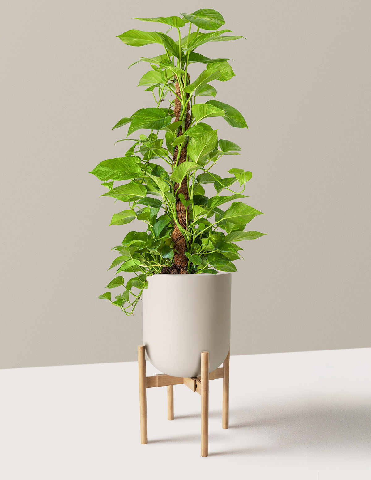 Golden Pothos Totem