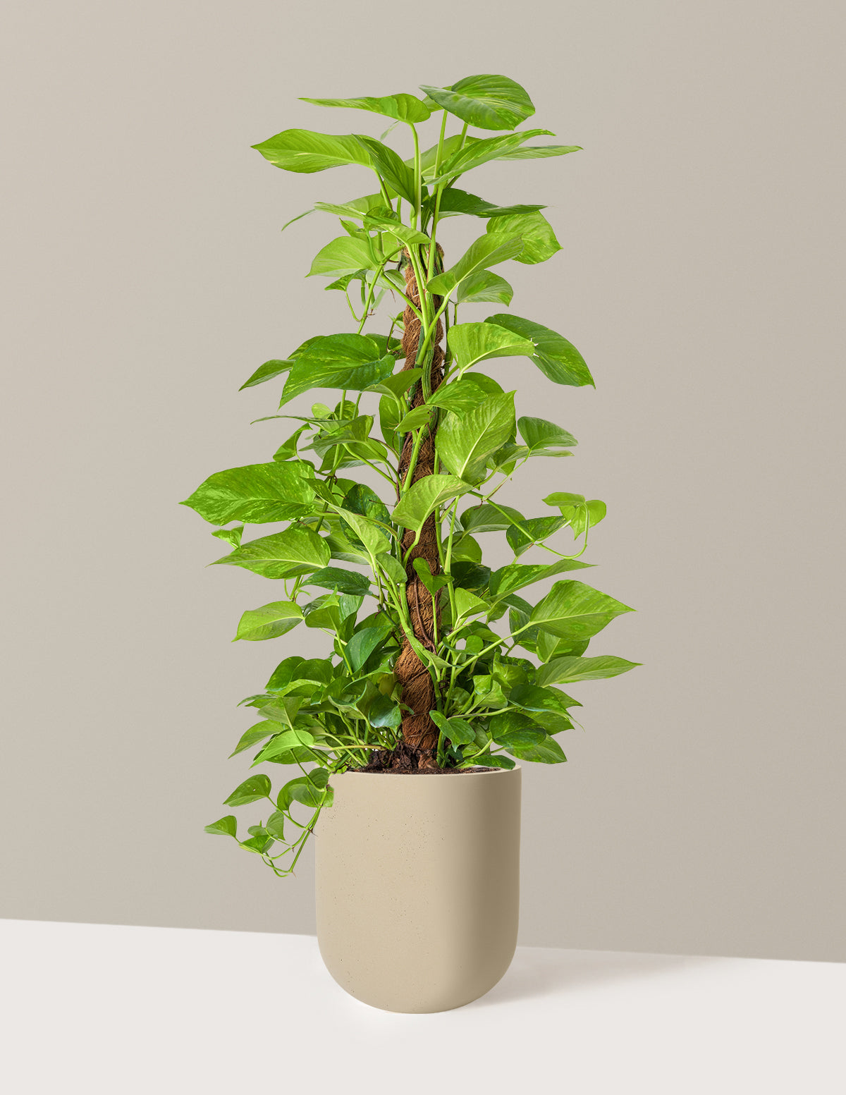 pothos totem pole plant Golden Pothos Totem