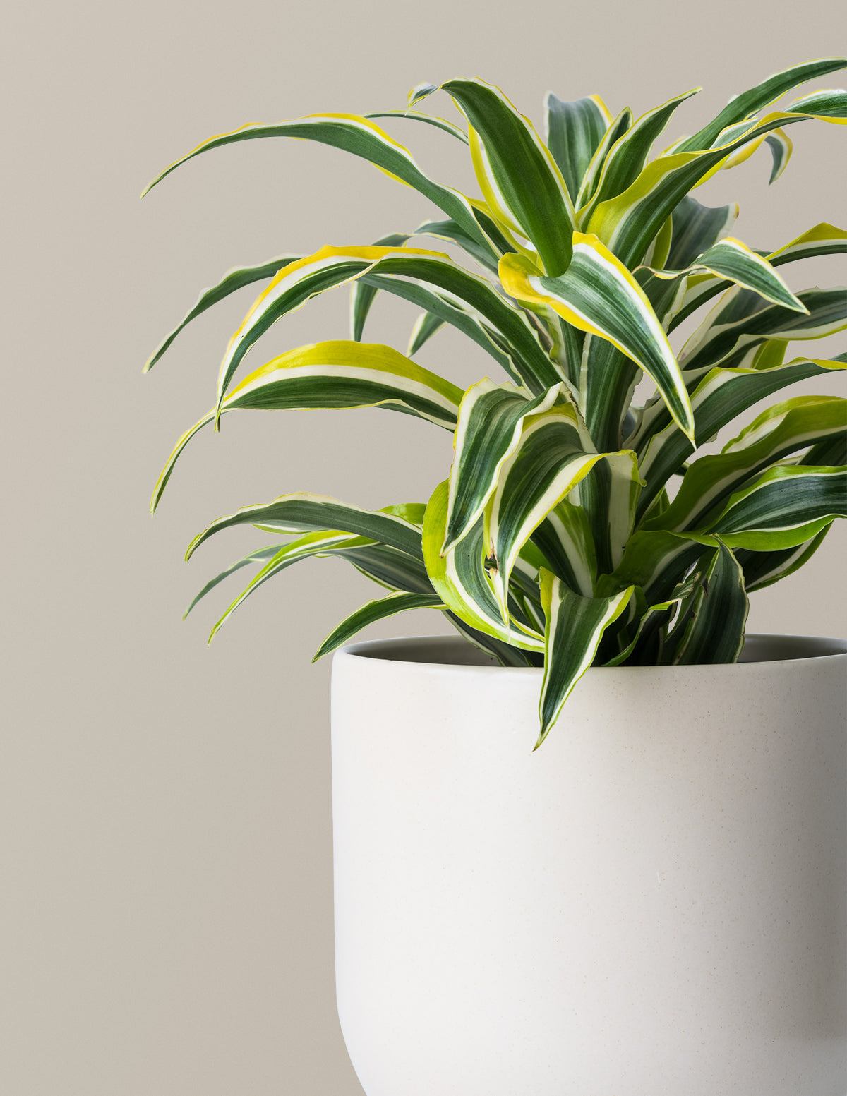 Dracaena Lemon Lime