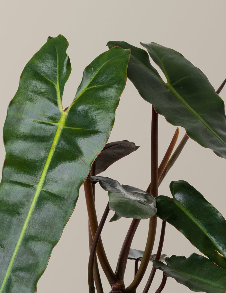 How to care for a Philodendron Black Billietiae