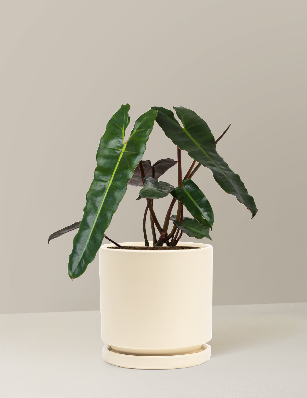 Philodendron Black Billietiae