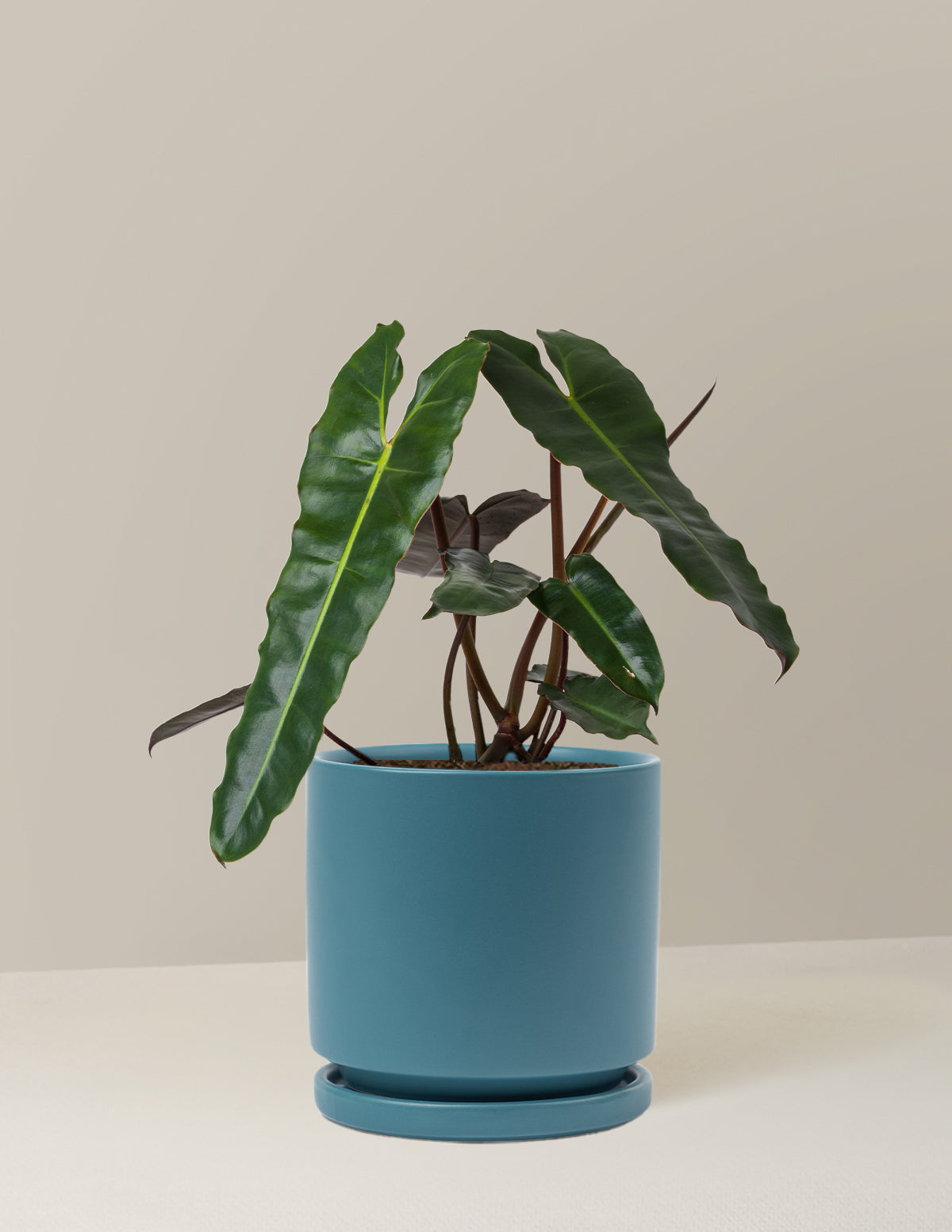 Philodendron Black Billietiae