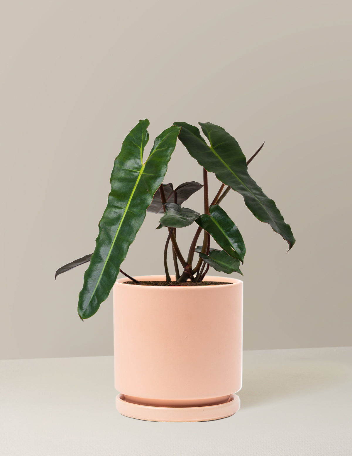 Philodendron Black Billietiae