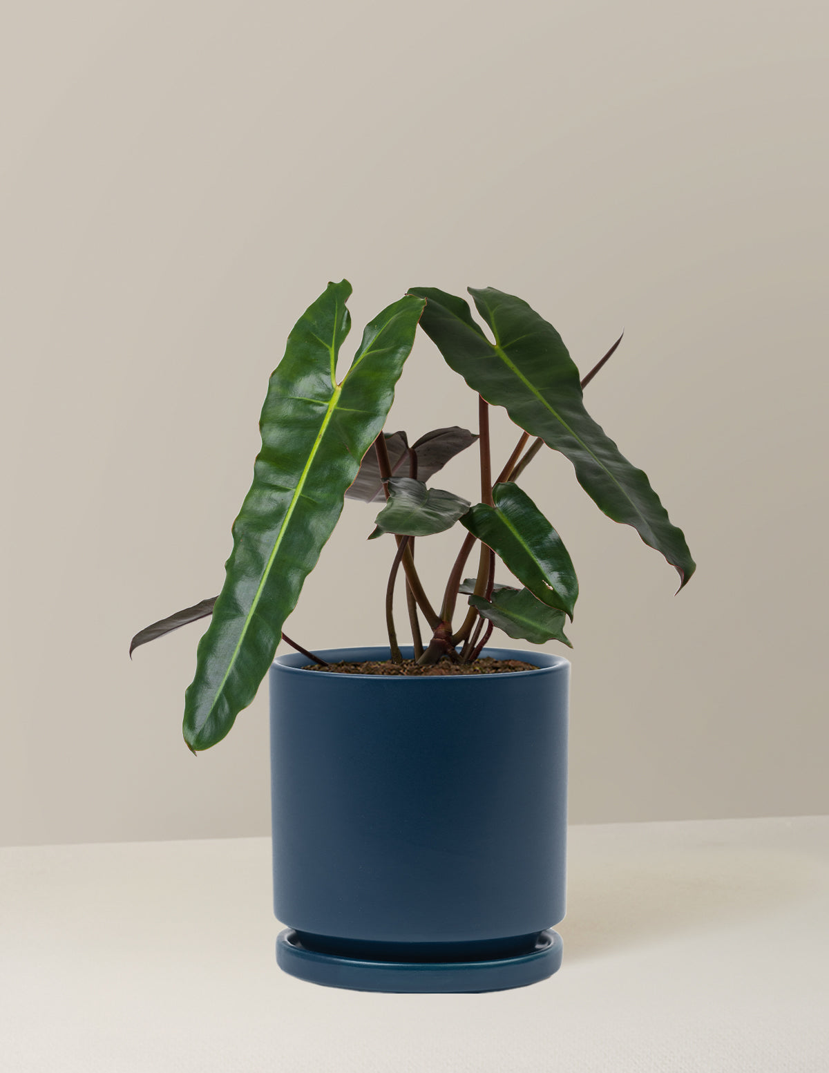 Philodendron Black Billietiae