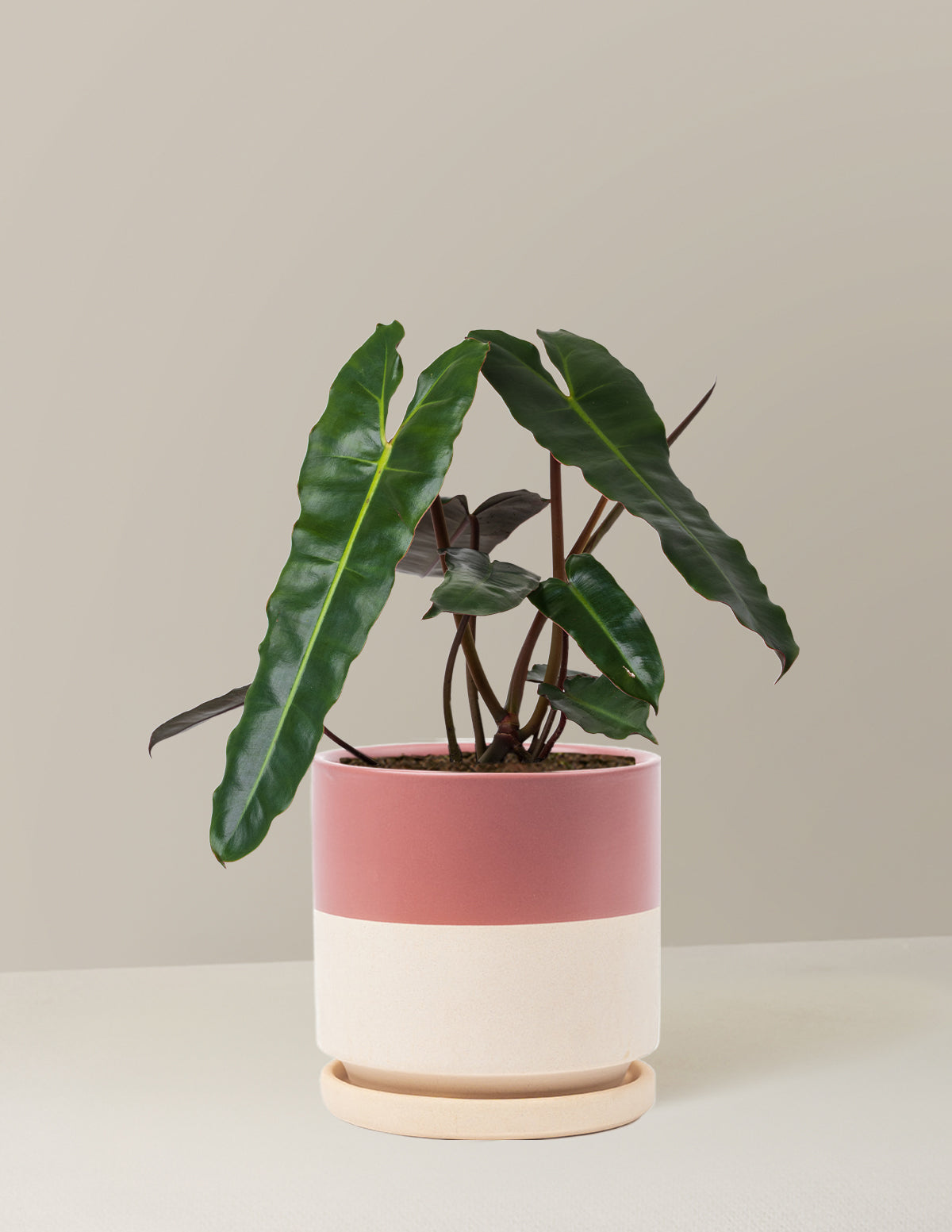 Philodendron Black Billietiae