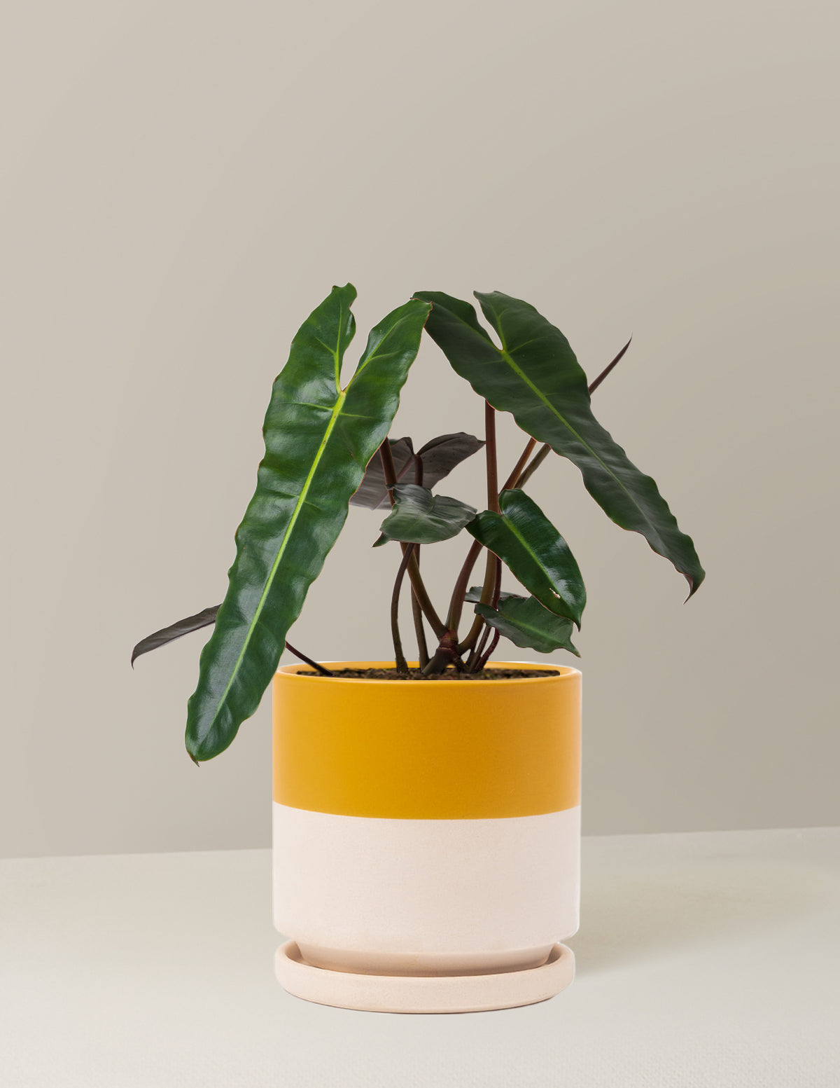 Philodendron Black Billietiae