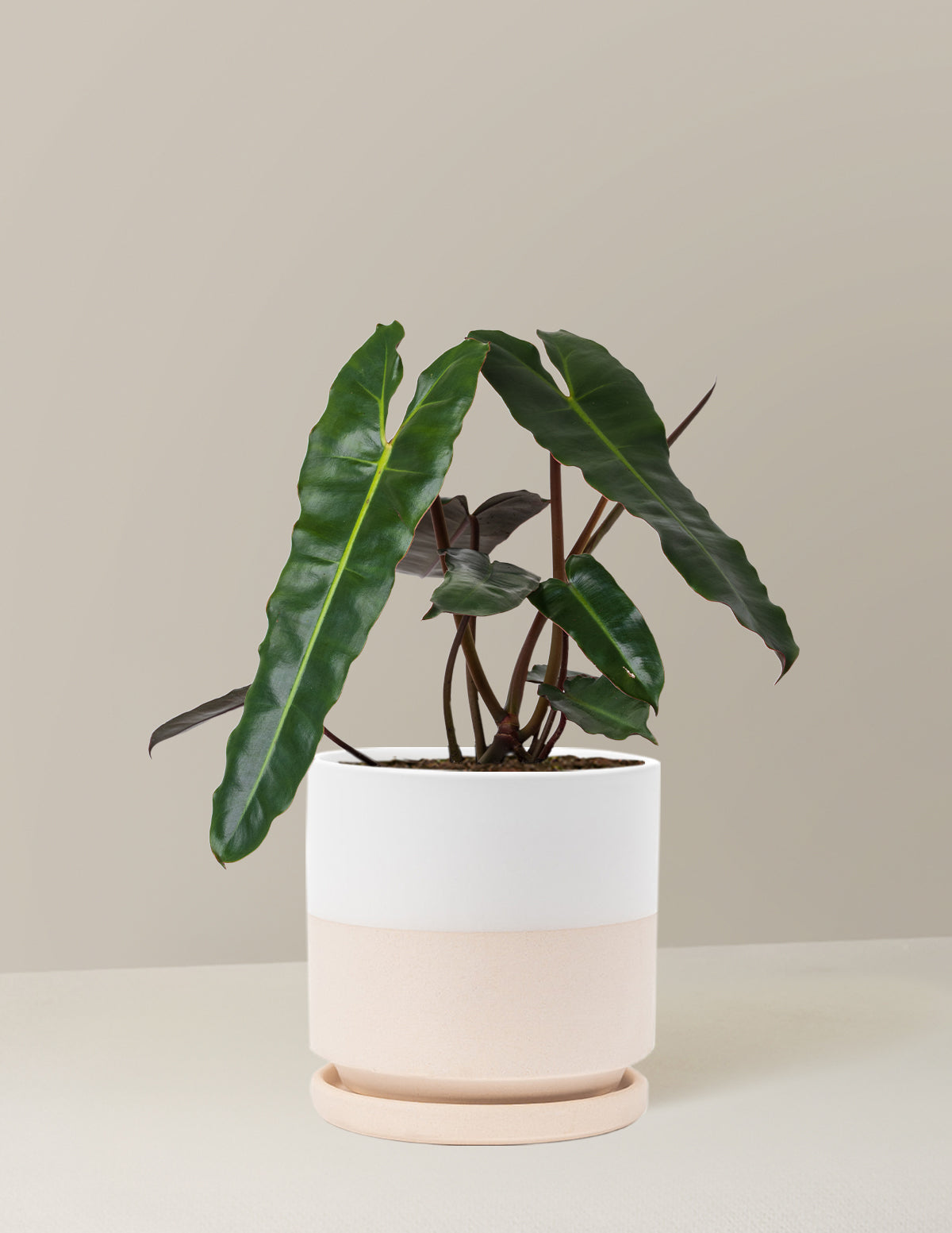 Philodendron Black Billietiae