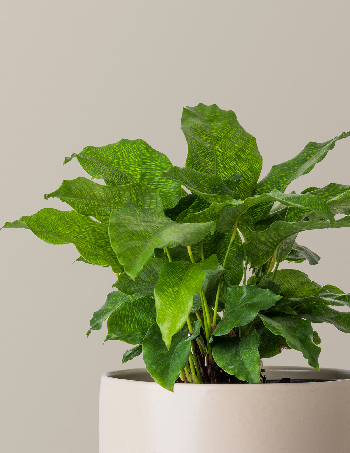 Calathea Network