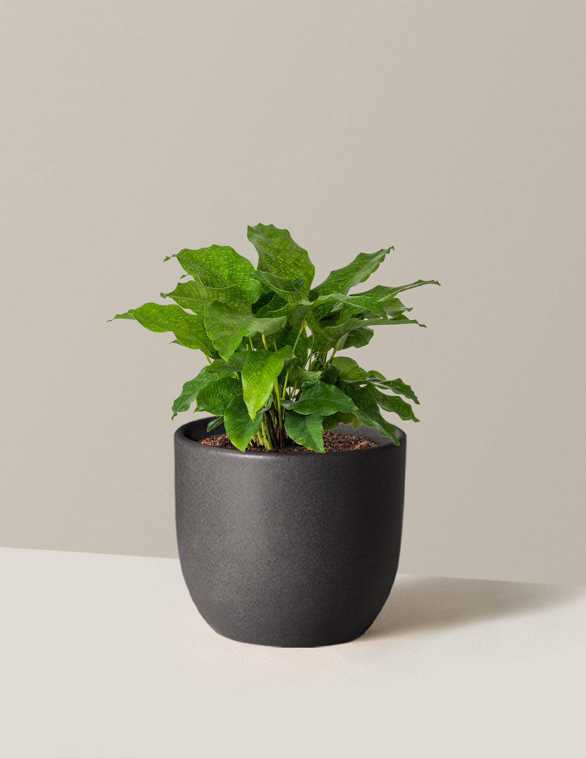 Calathea Network