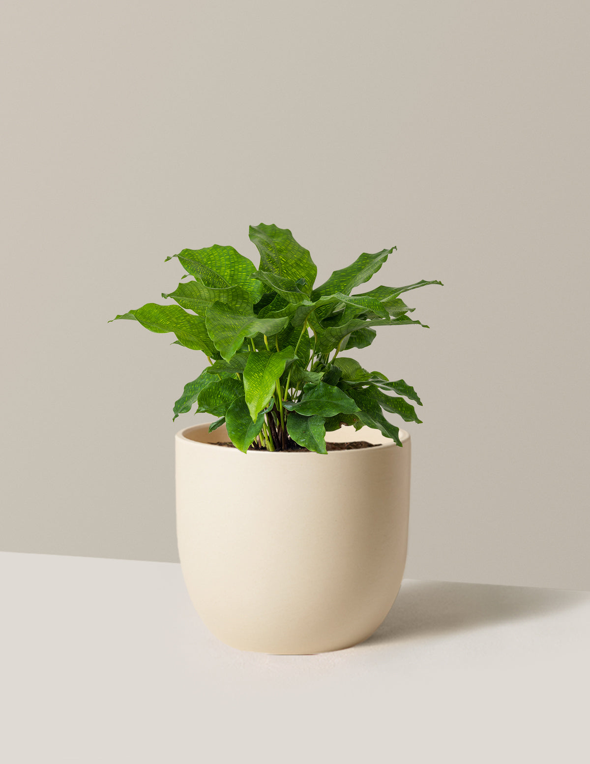 Calathea Network