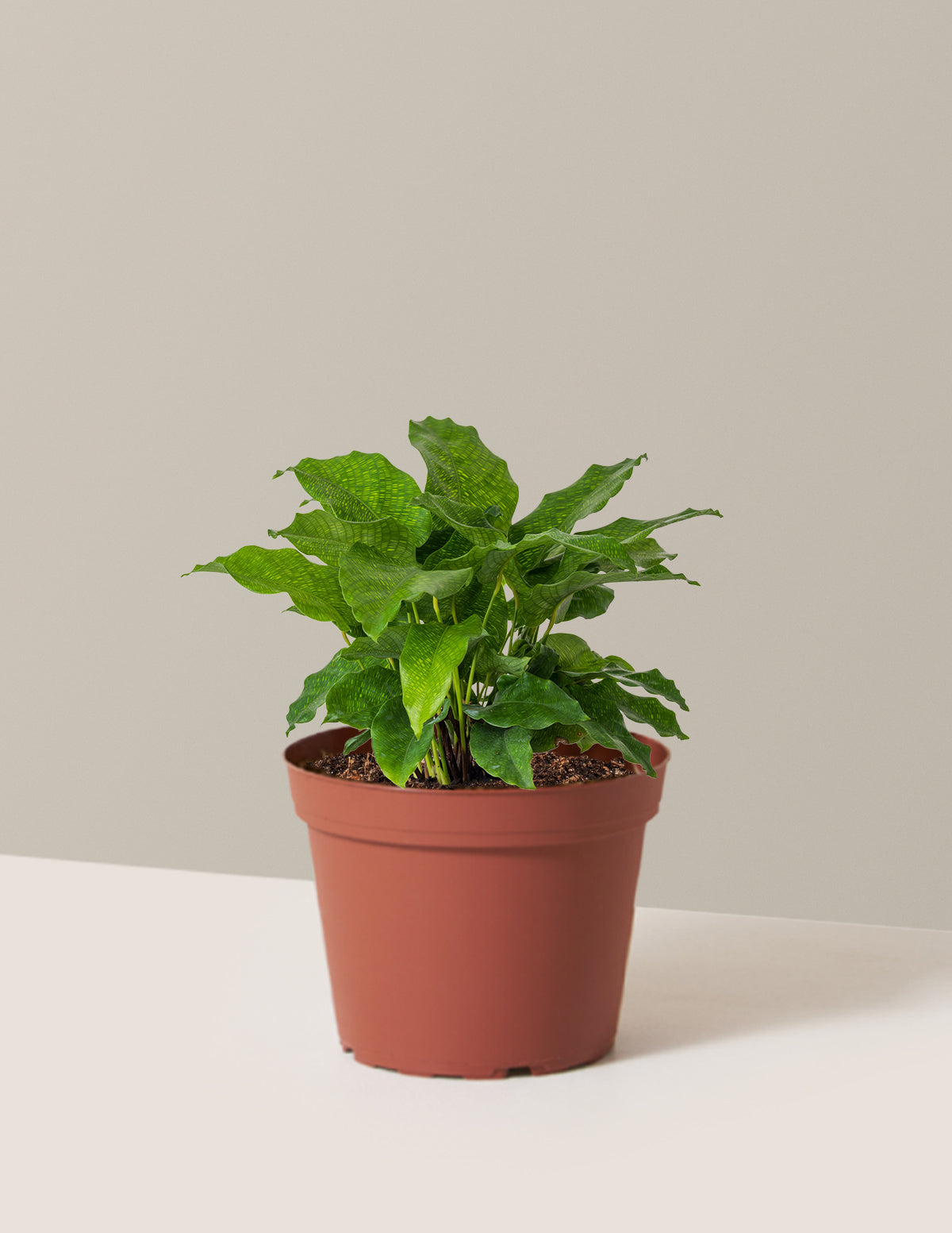 Calathea Network