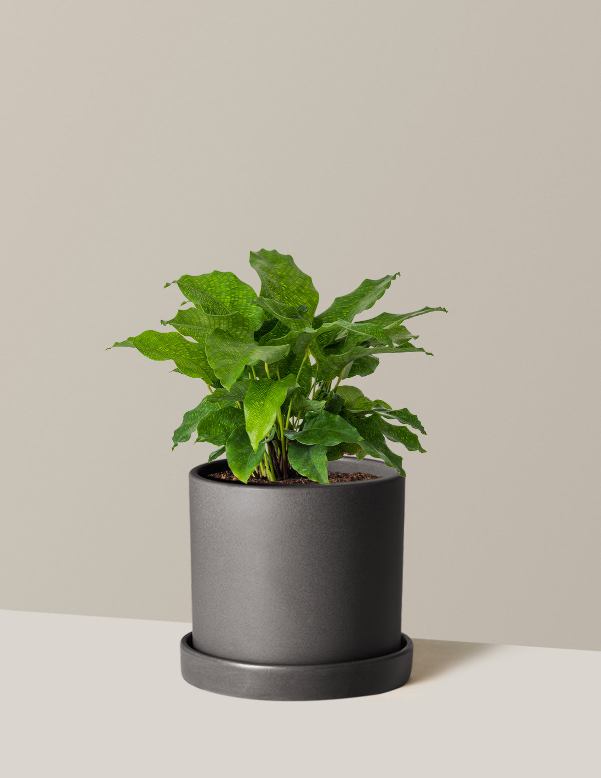 Calathea Network