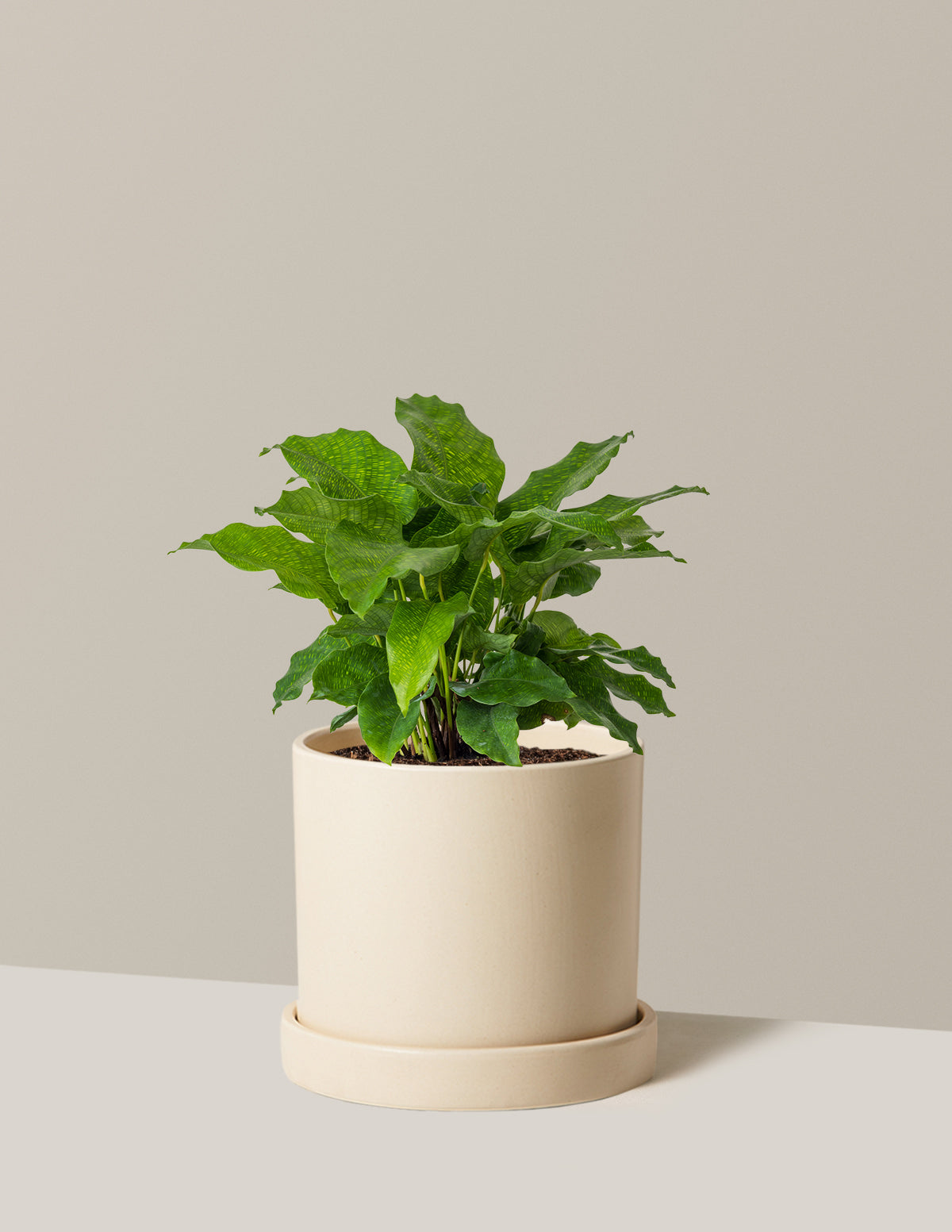 Calathea Network