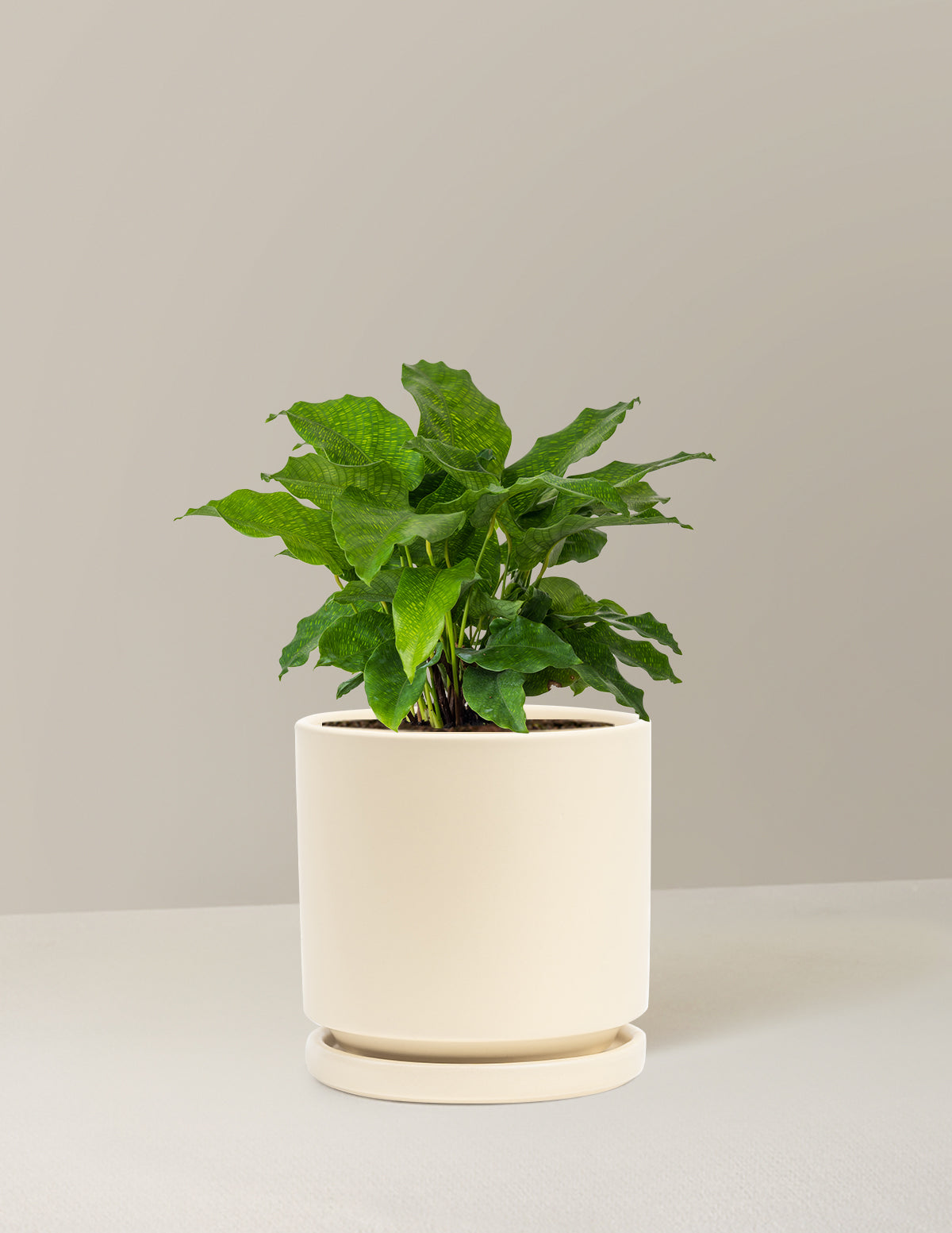 Calathea Network