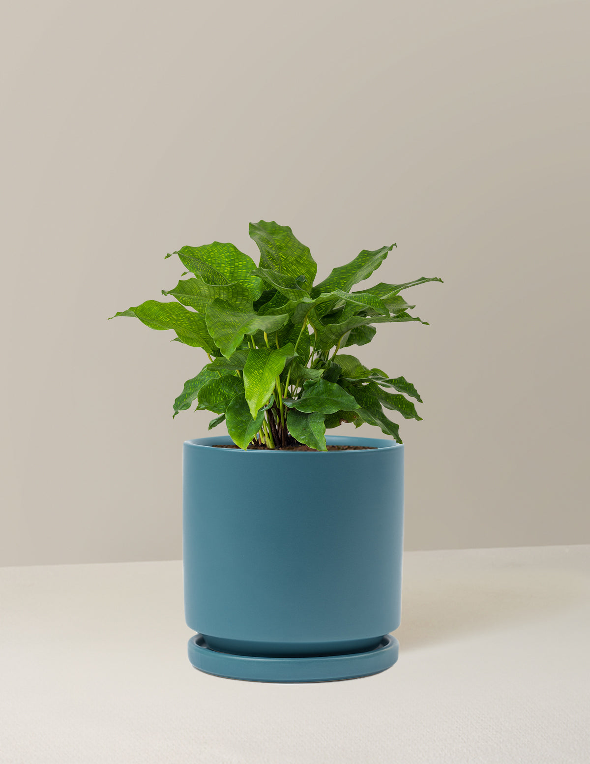 Calathea Network