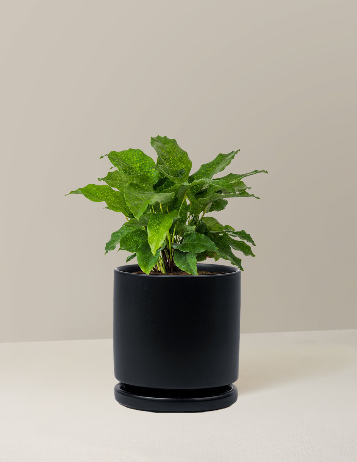 Calathea Network