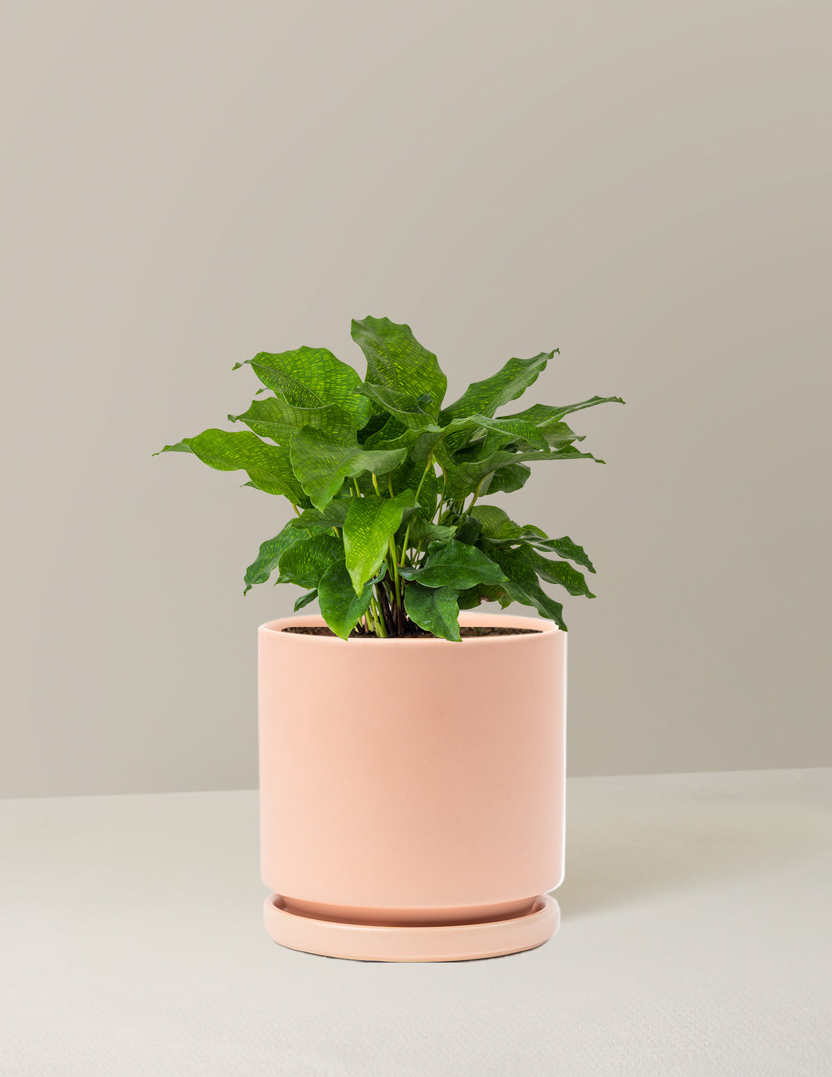 Calathea Network