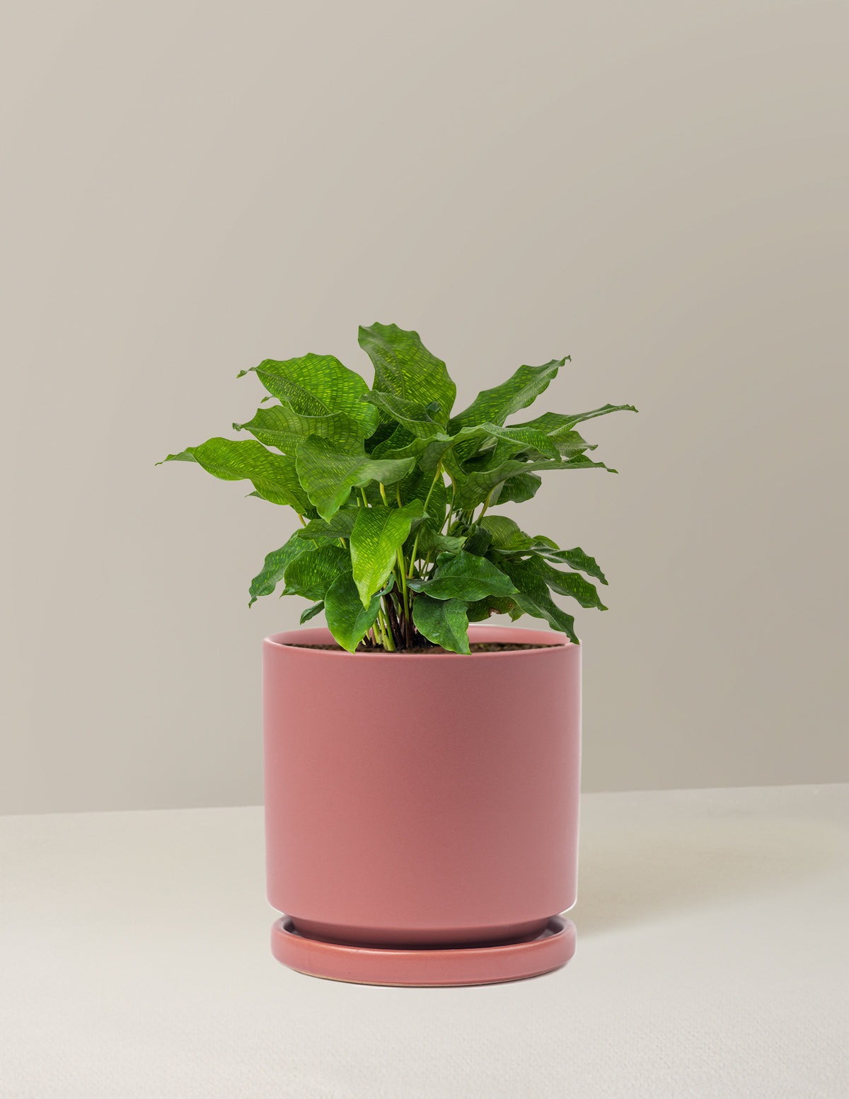 Calathea Network