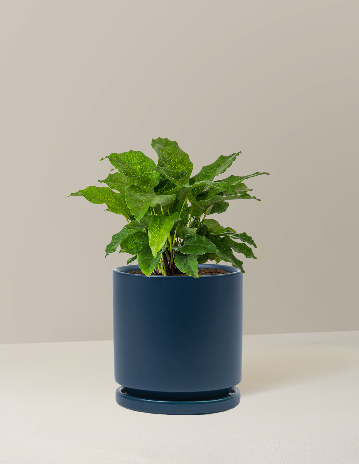 Calathea Network