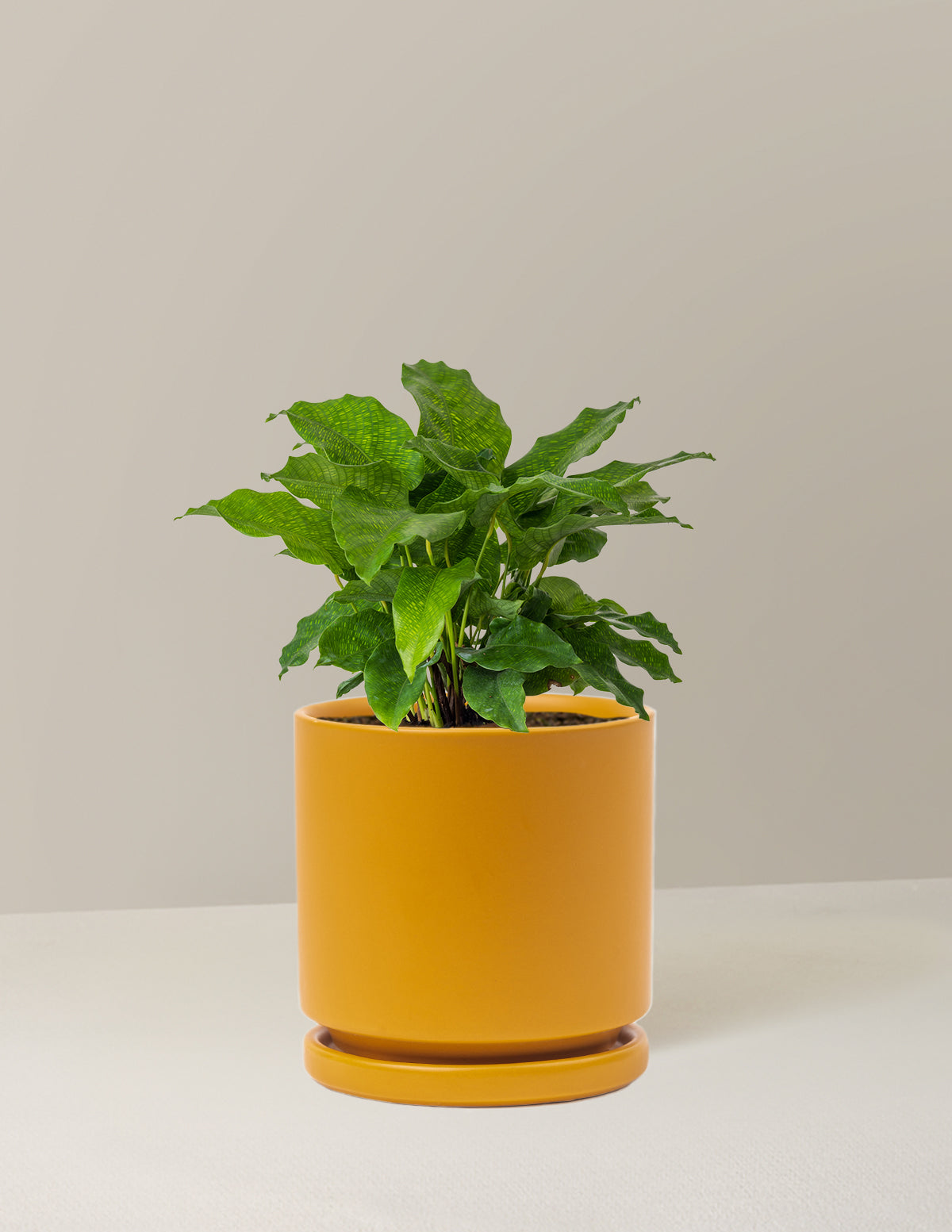 Calathea Network