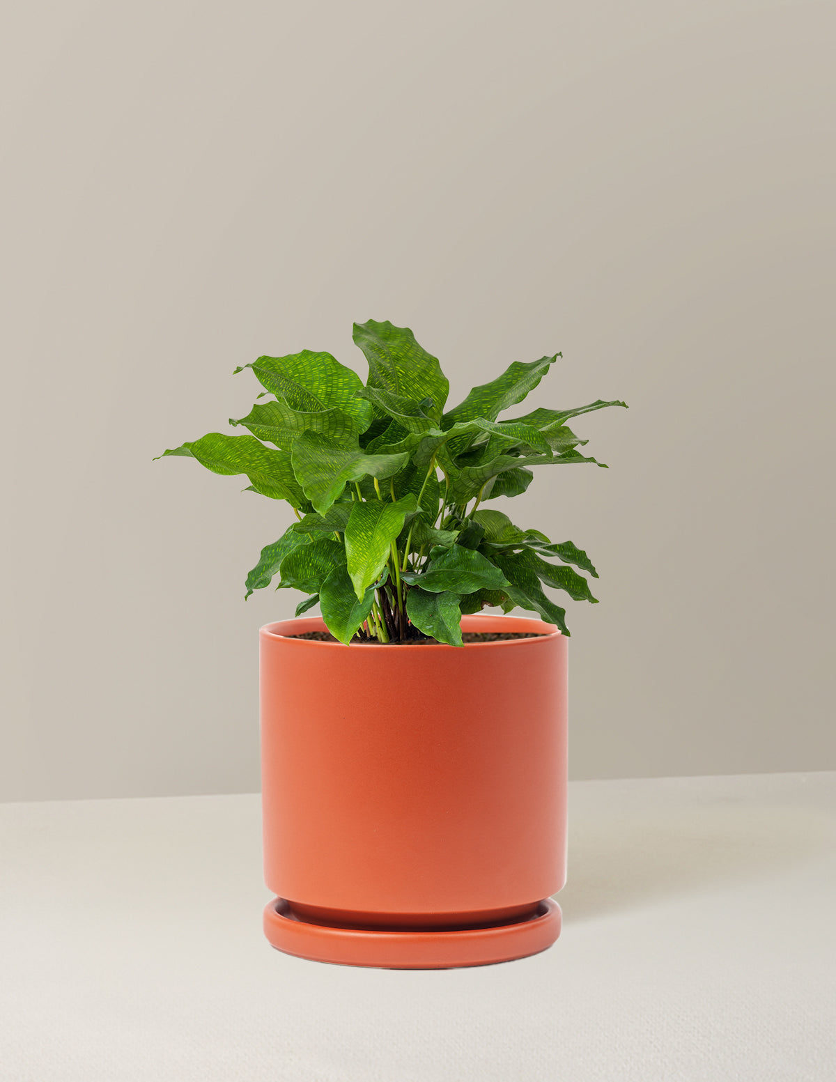 Calathea Network