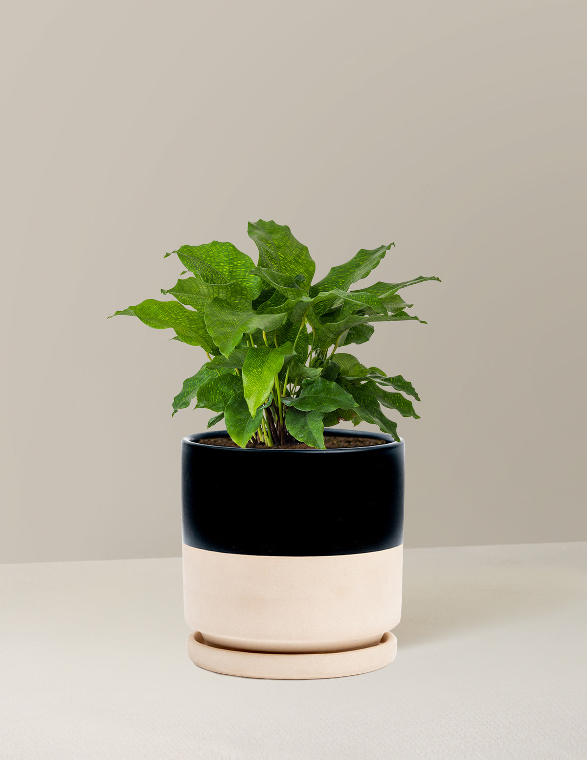 Calathea Network