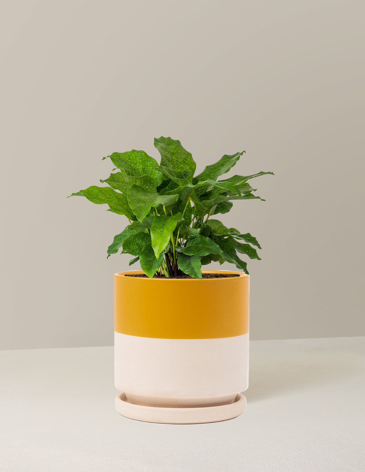 Calathea Network