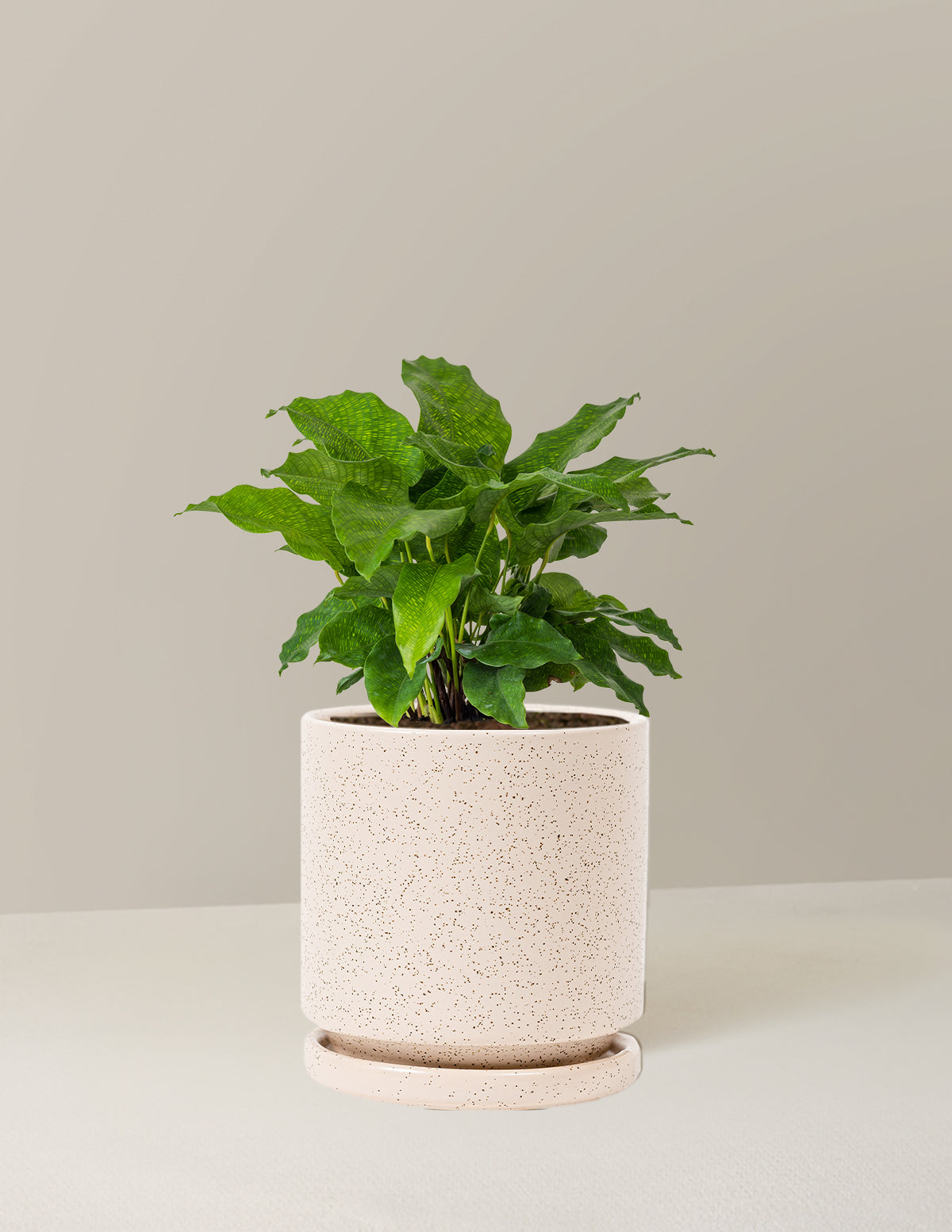 Calathea Network