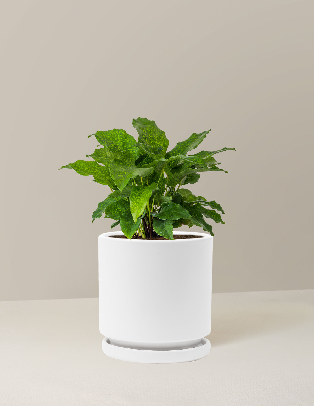 Calathea Network