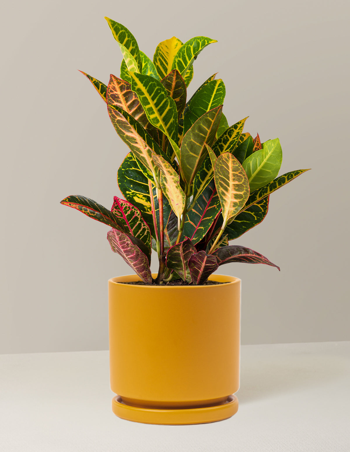 petra house plant Croton Petra Houseplant with Planter - Medium (8"-14" tall) Top Half Mustard Planter