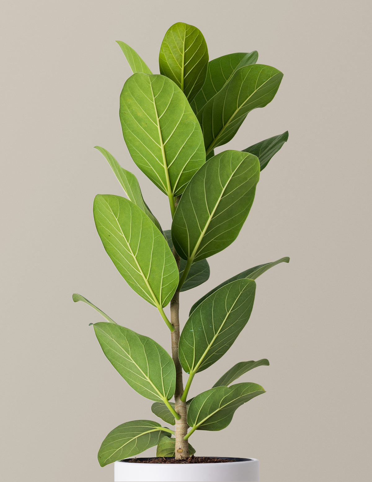 Ficus Audrey Tree