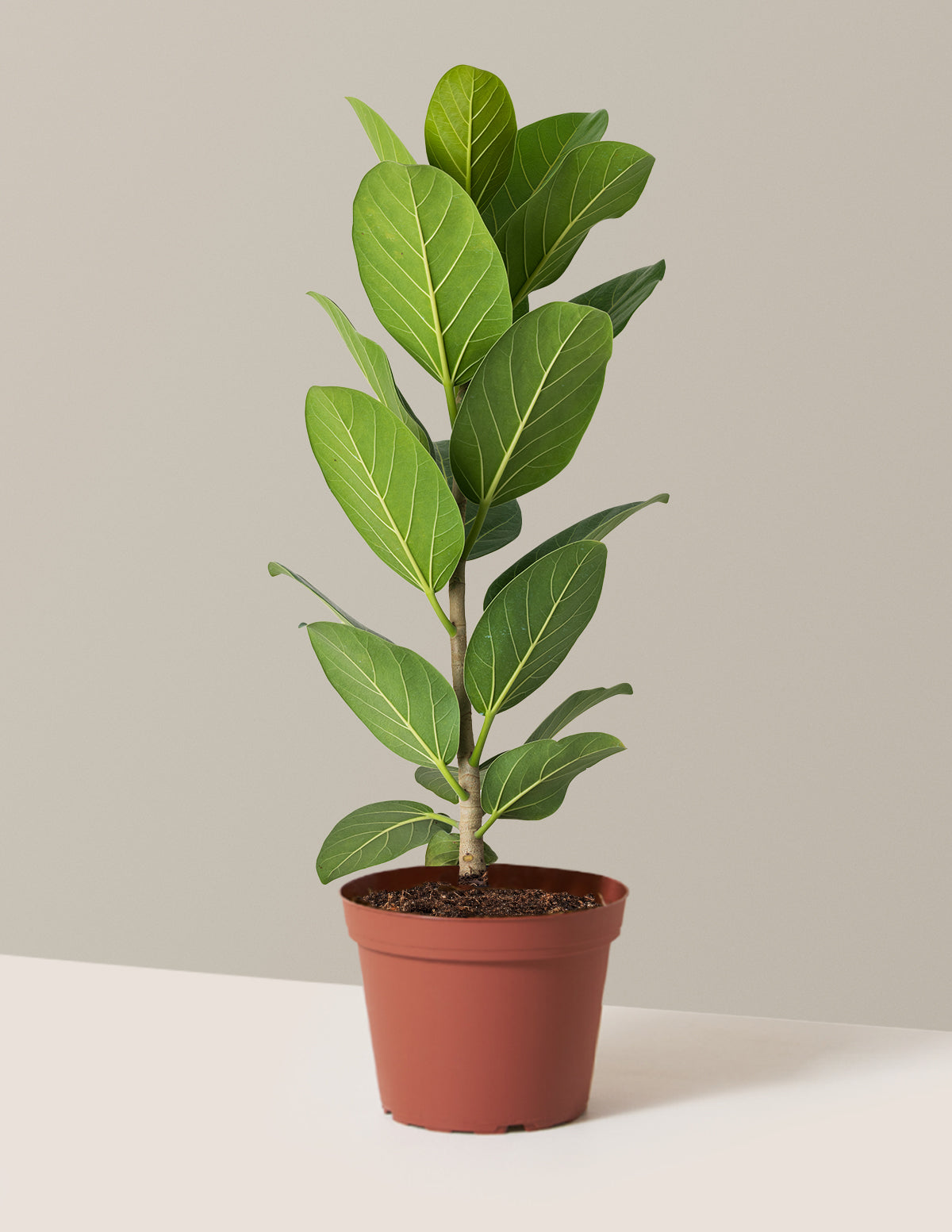 Ficus Audrey Tree