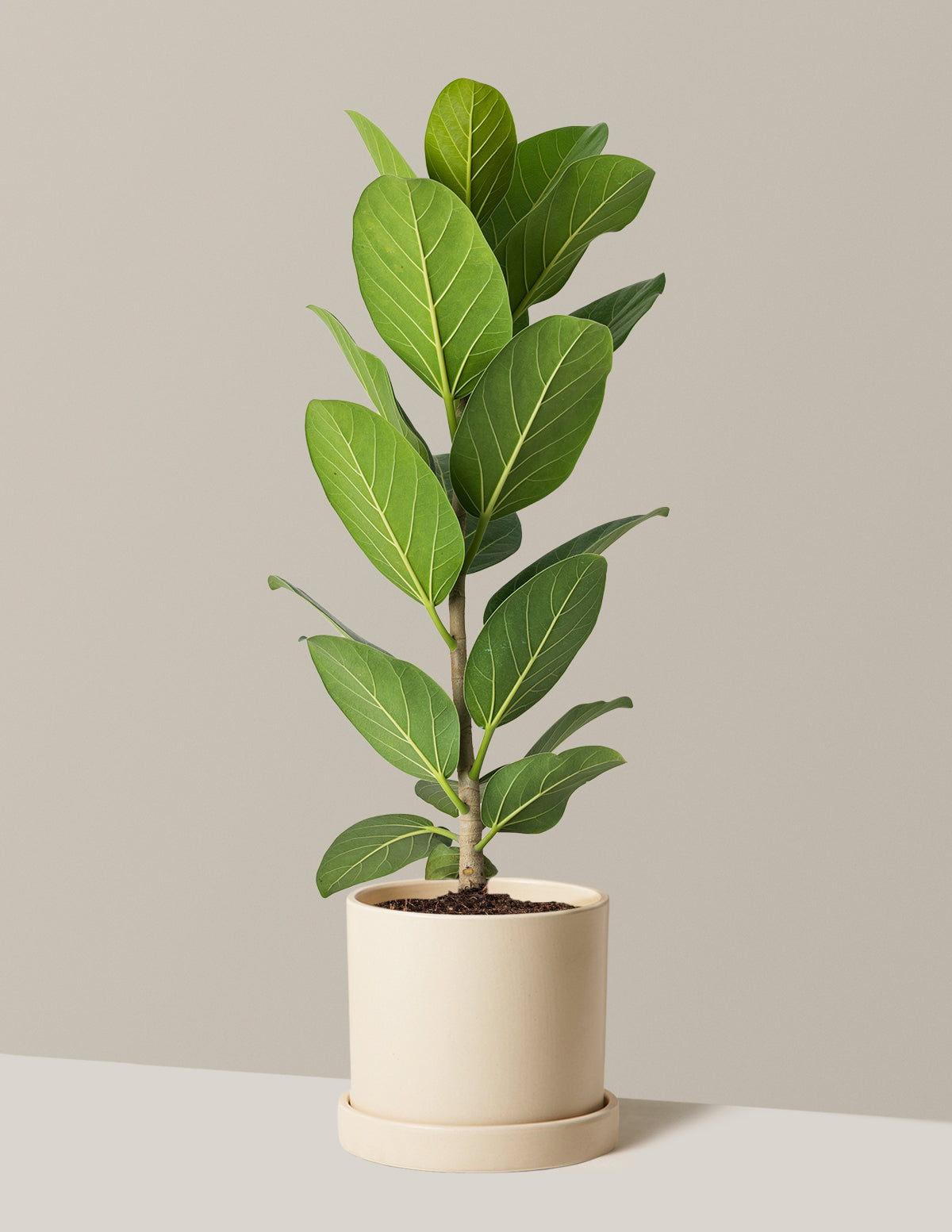 Ficus Audrey Tree