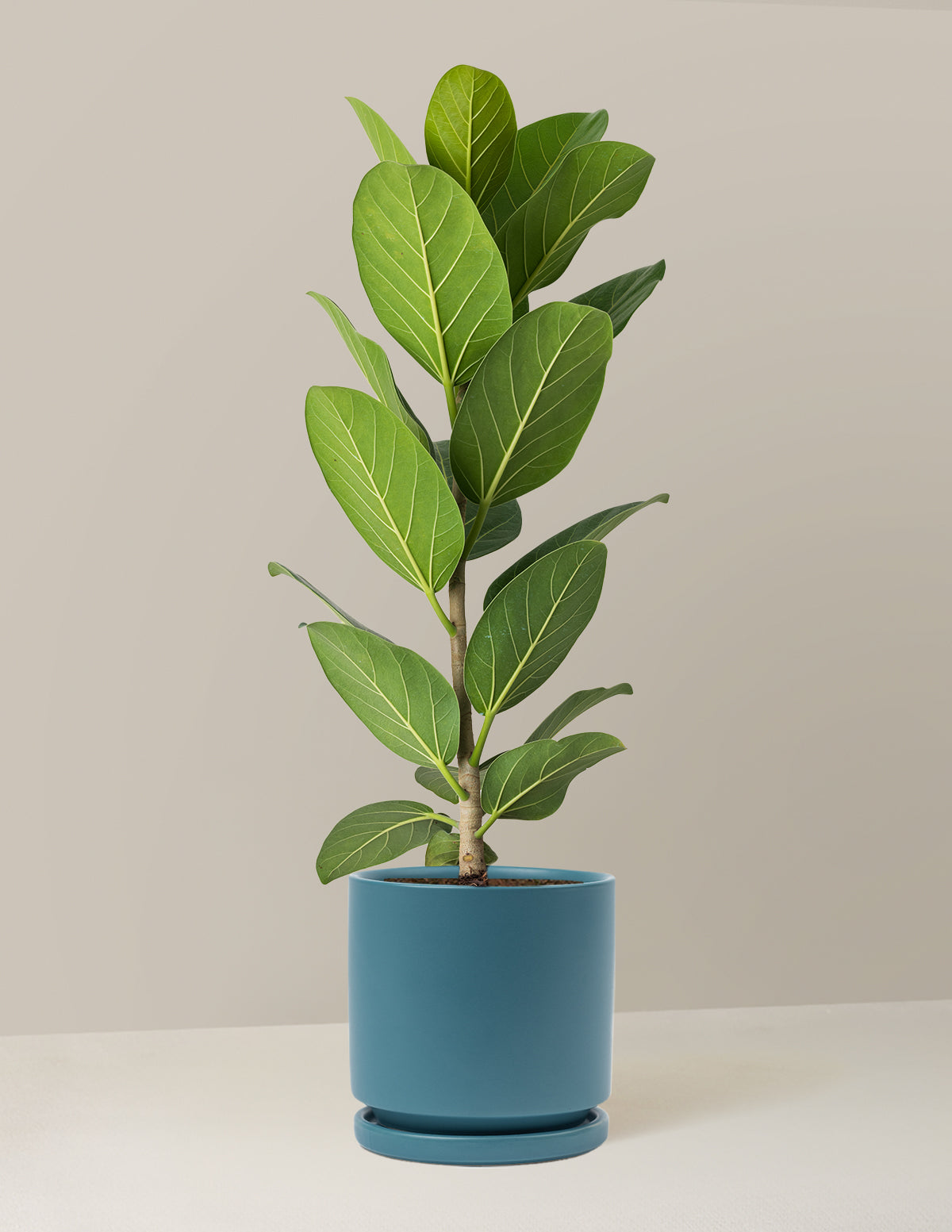 Ficus Audrey Tree
