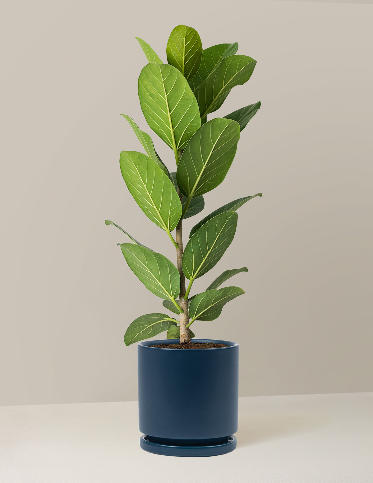 Ficus Audrey Tree
