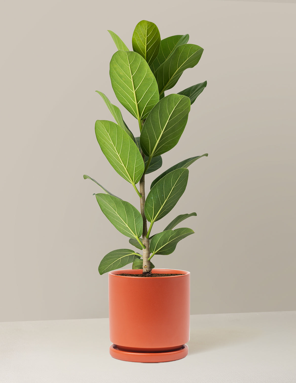 Ficus Audrey Tree