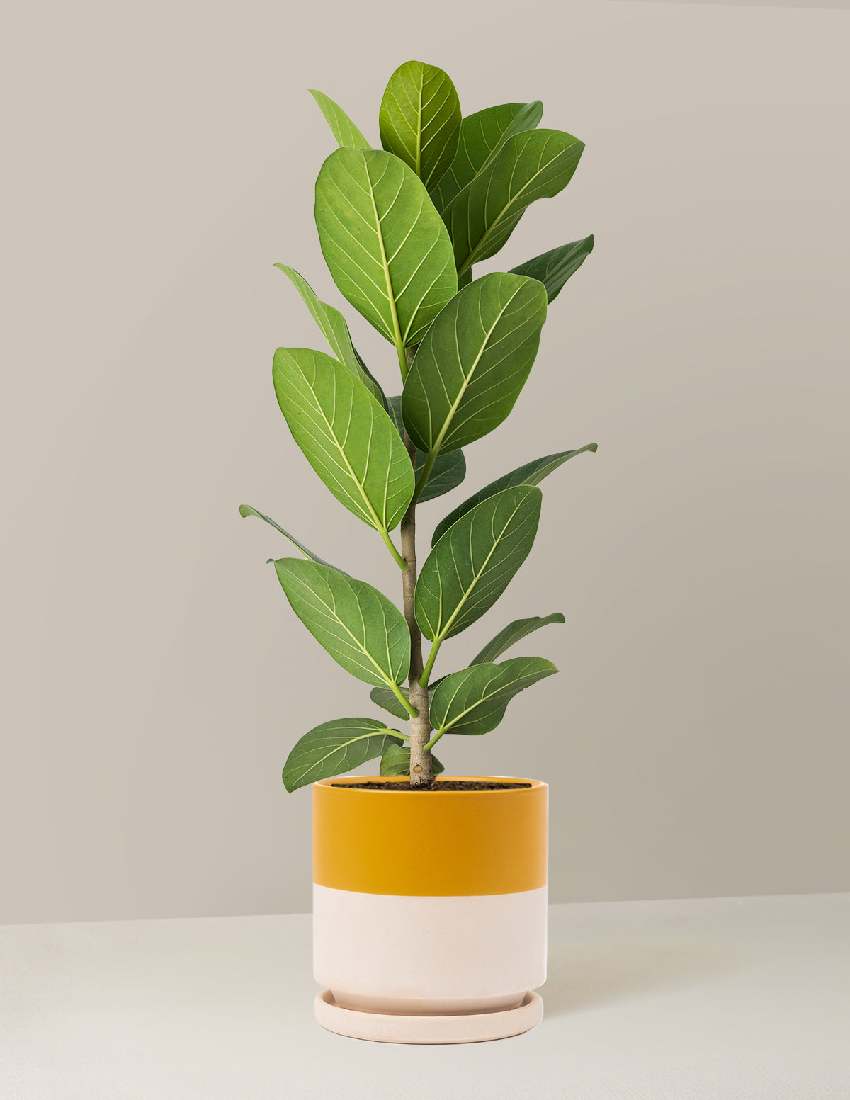 Ficus Audrey Tree