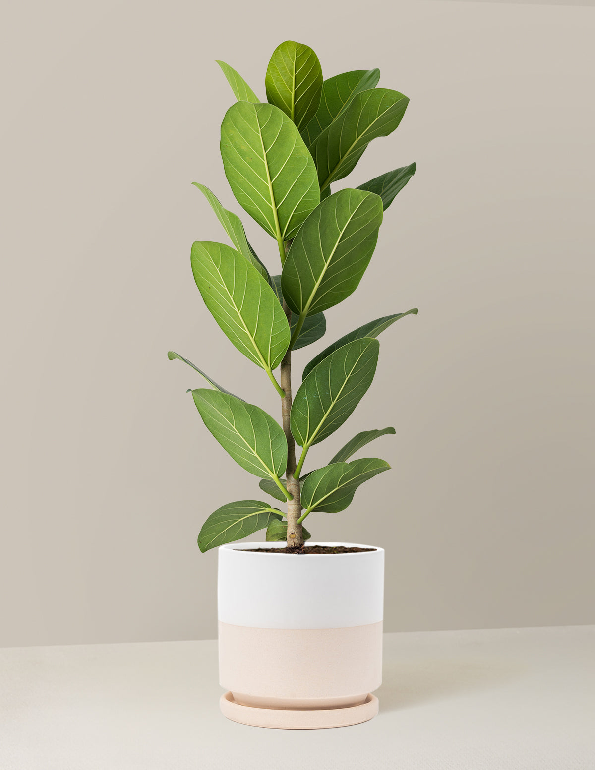 Ficus Audrey Tree