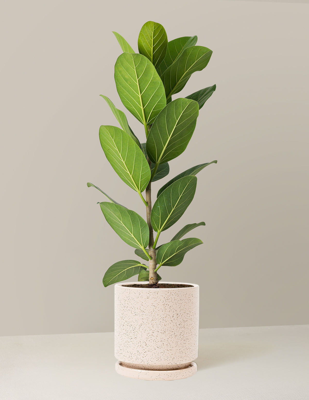 Ficus Audrey Tree