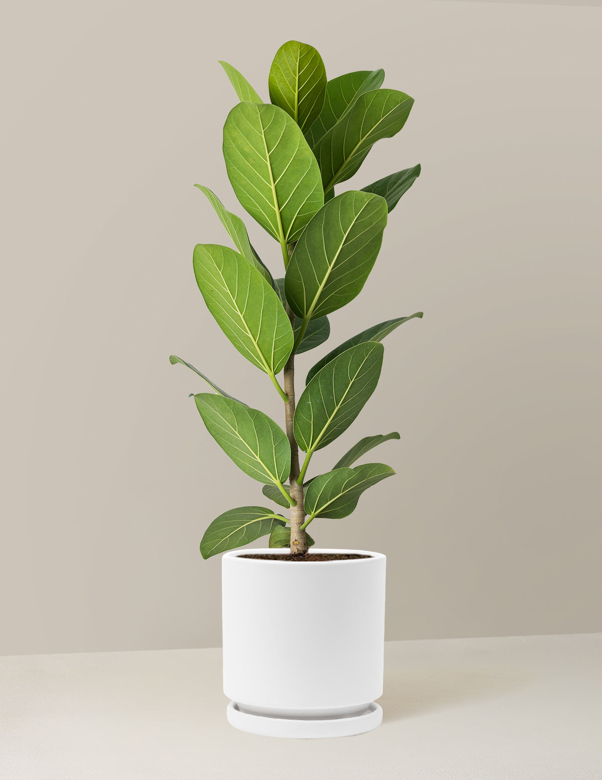 Ficus Audrey Tree