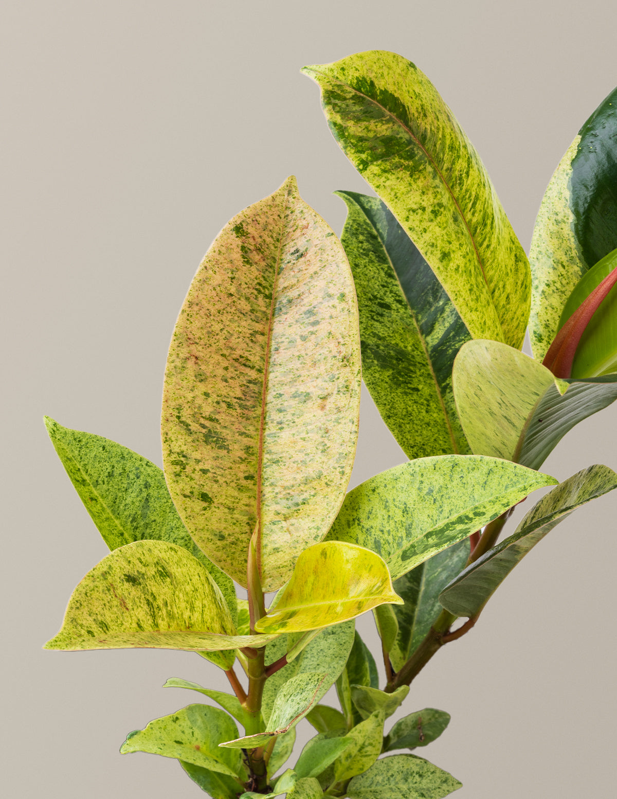 rubber tree shivereana Ficus Shivereana
