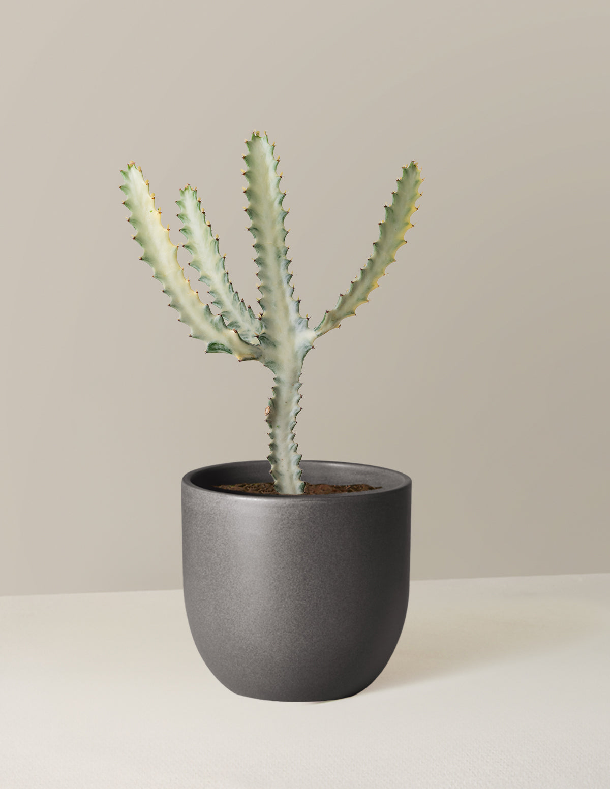 Ghost Cactus