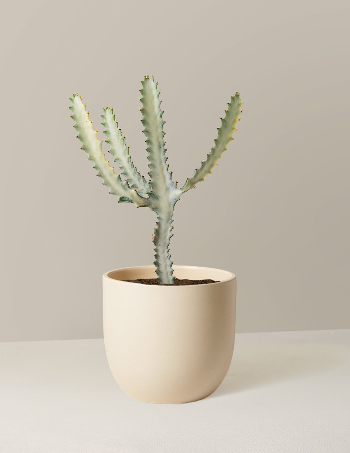 Ghost Cactus