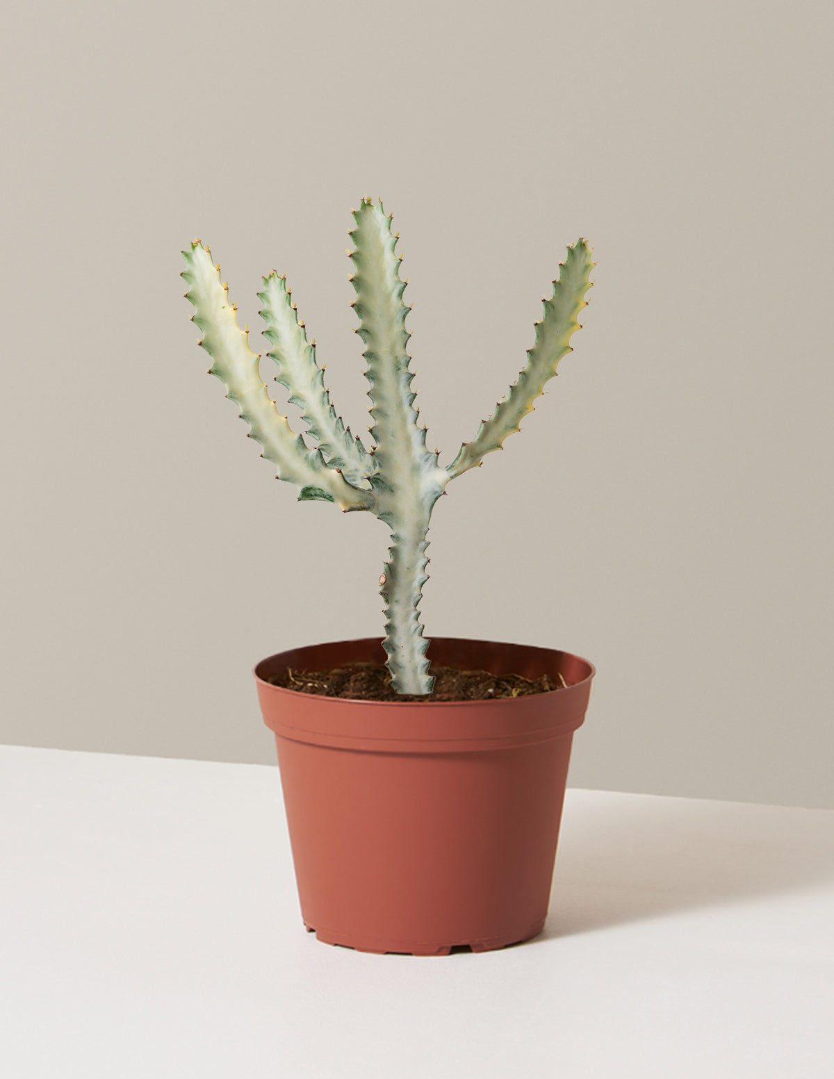 Ghost Cactus