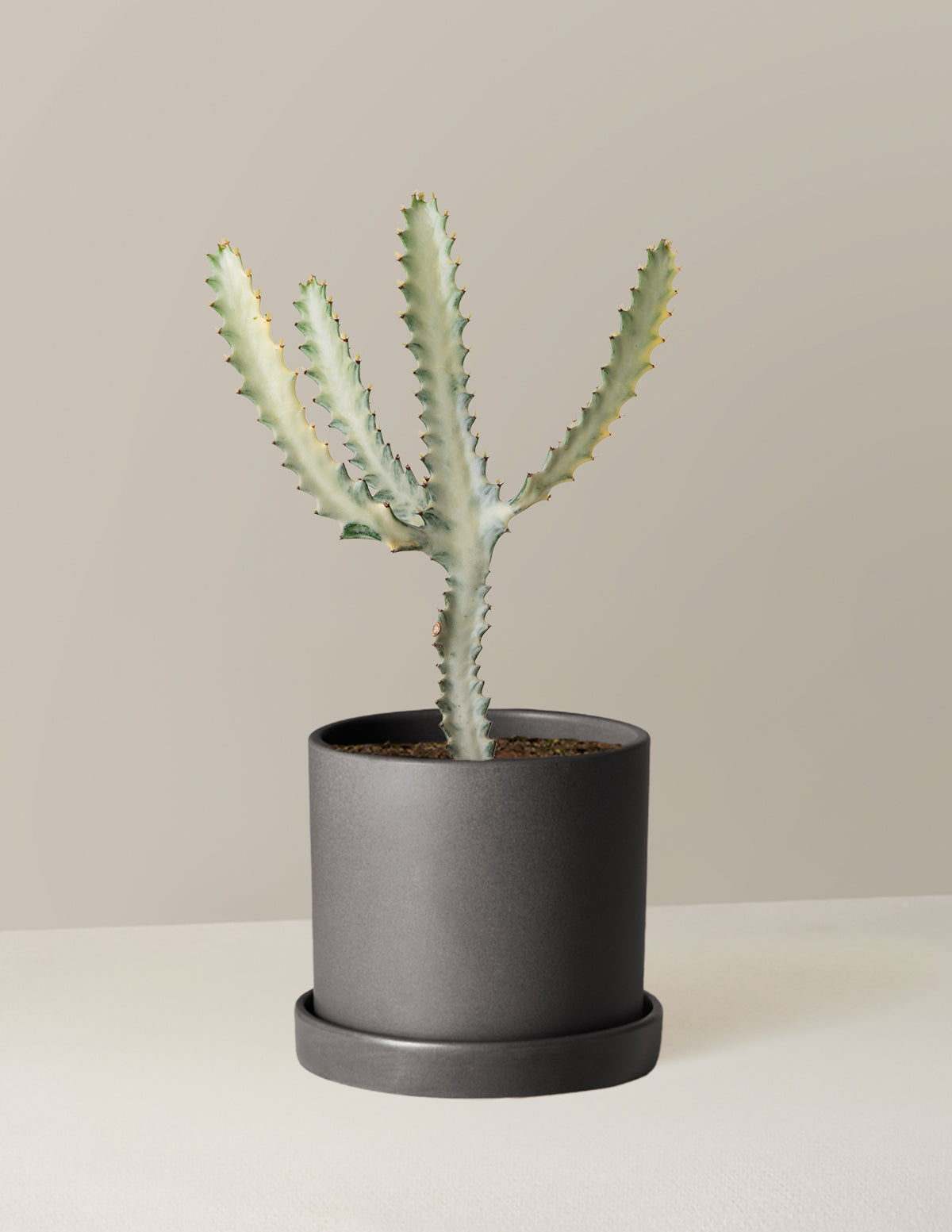 Ghost Cactus
