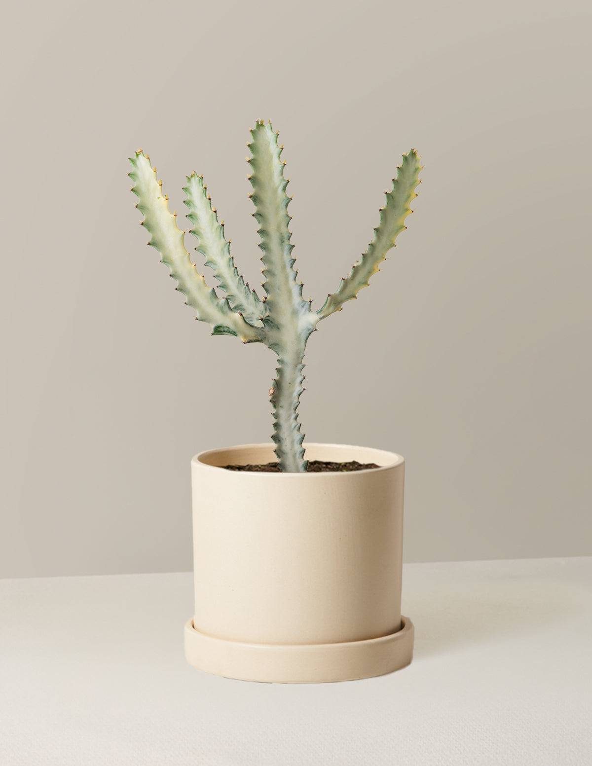 Ghost Cactus