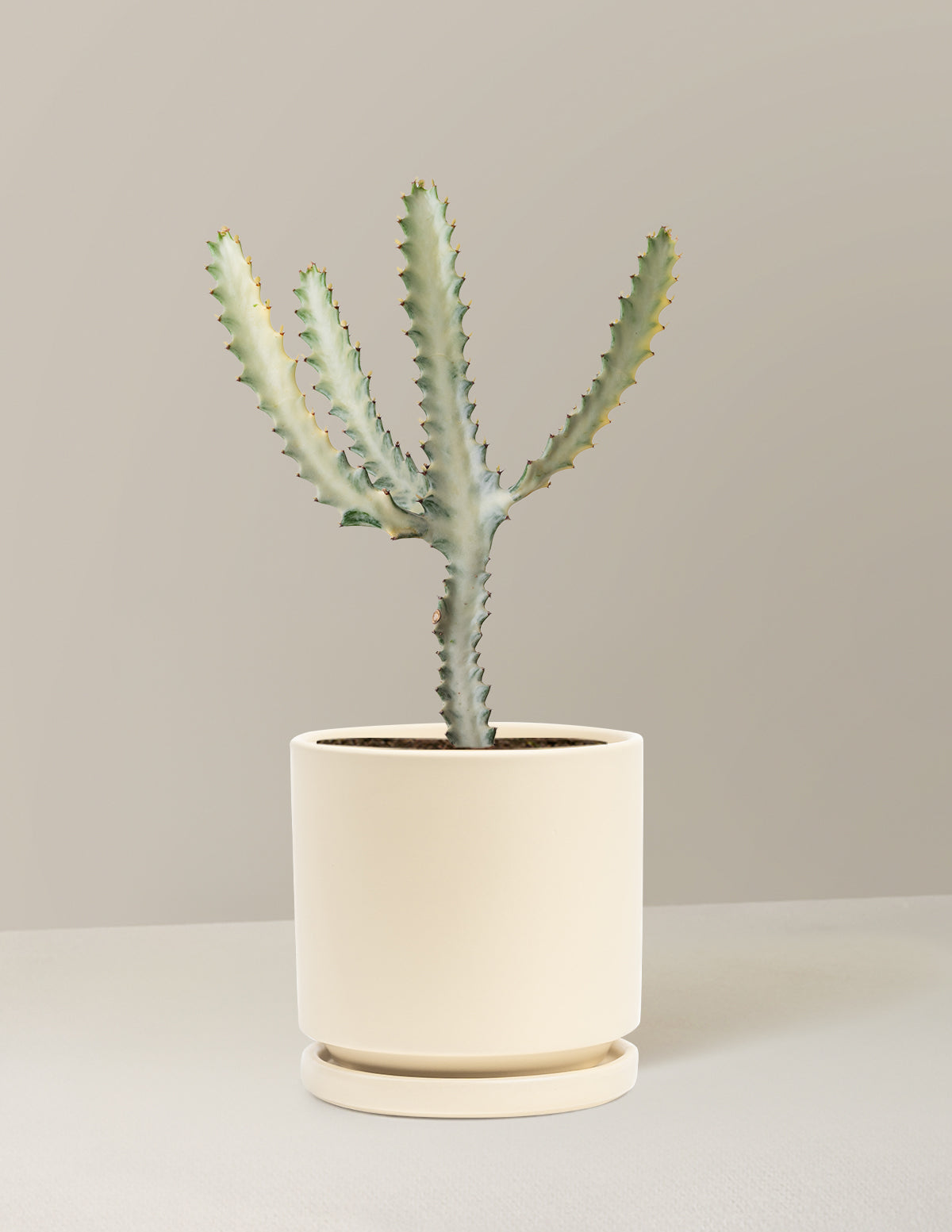 Ghost Cactus