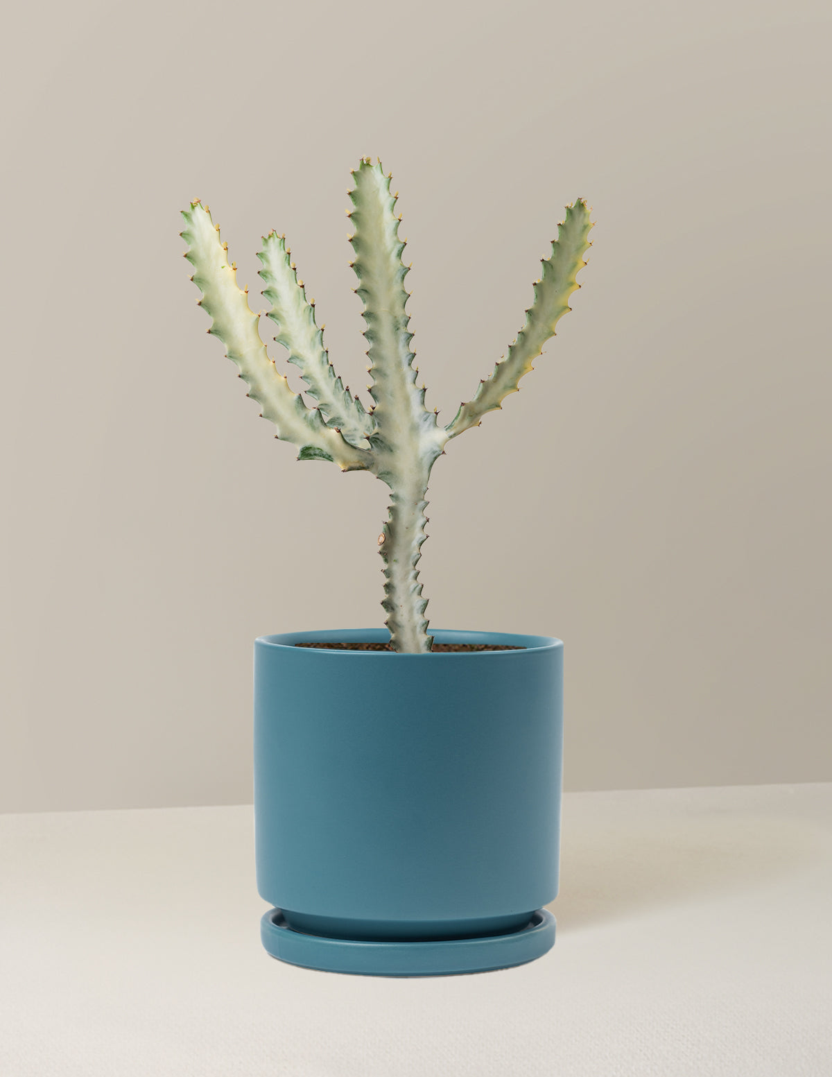 Ghost Cactus