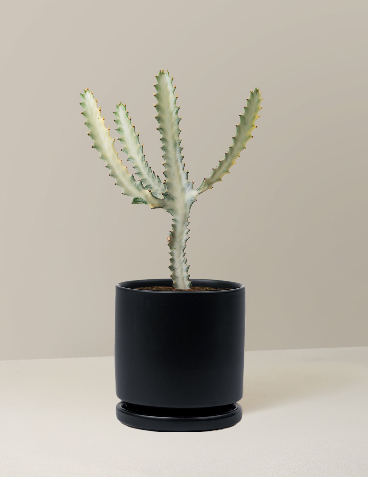 Ghost Cactus