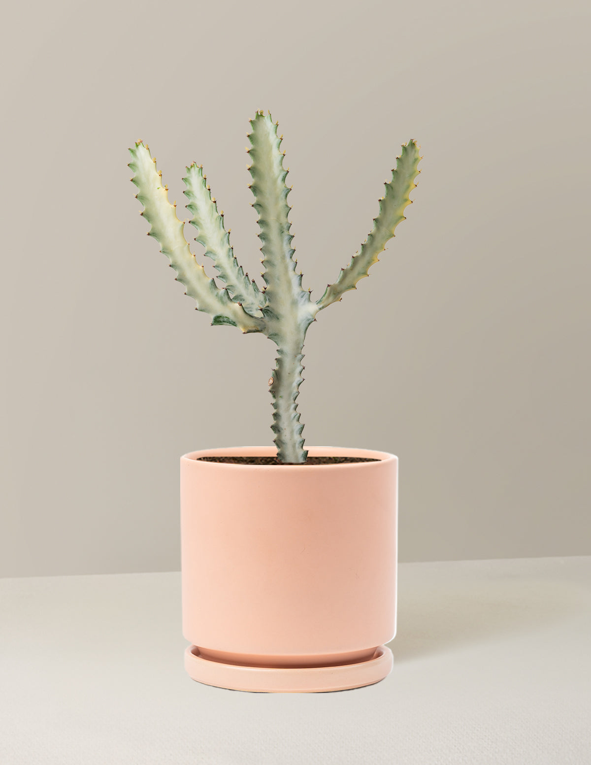 Ghost Cactus